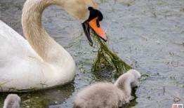 网红大鹅,从田间到网络，一只鹅的传奇之旅